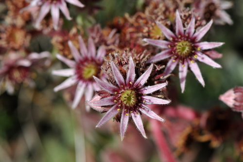 Sempervivum tectorum