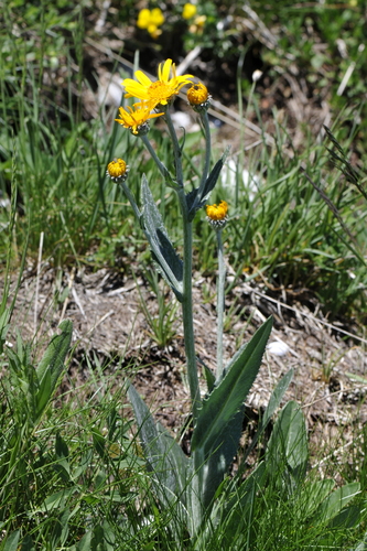 Senecio doronicum