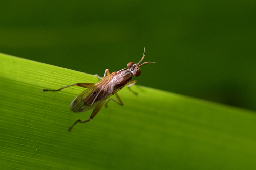 Sepedon spinipes