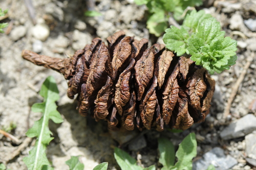 Sequoiadendron giganteum