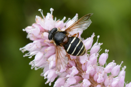 Sericomyia lappona