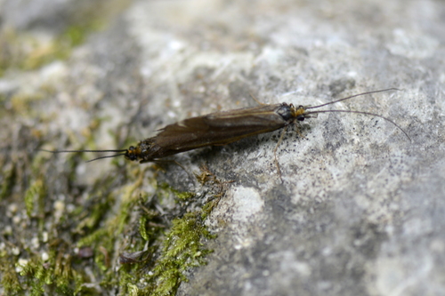Sericostoma