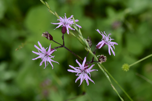Silene flos-cuculi