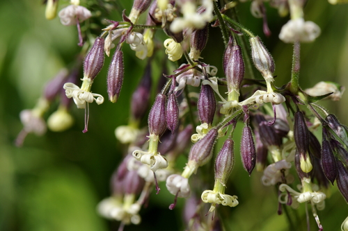 Silene nutans