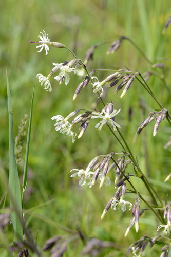 Silene nutans