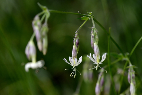 Silene nutans