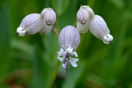 Silene vulgaris