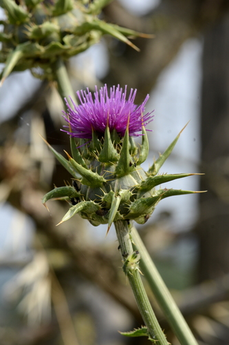 Silybum marianum