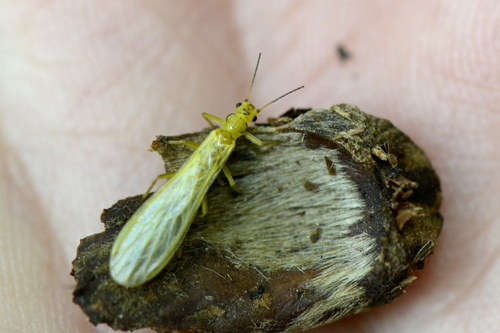 Siphonoperla