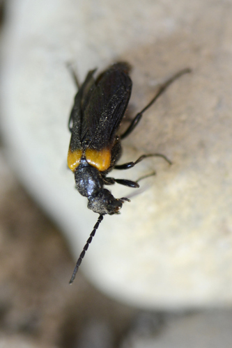 Sitaris muralis