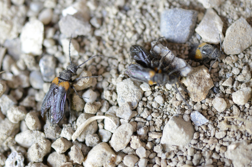 Sitaris muralis