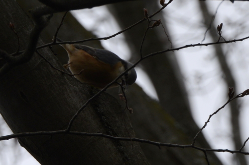 Sitta europaea