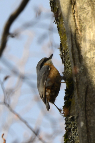 Sitta europaea