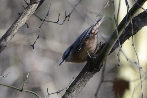 Sitta europaea