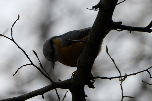 Sitta europaea