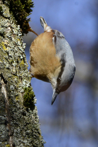 Sitta europaea