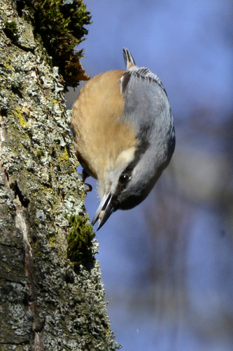 Sitta europaea