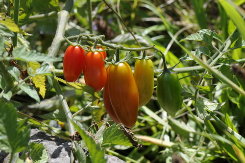 Solanum lycopersicum