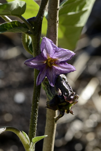 Solanum melongena