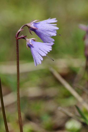 Soldanella alpina
