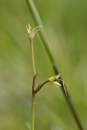 Soldanella alpina