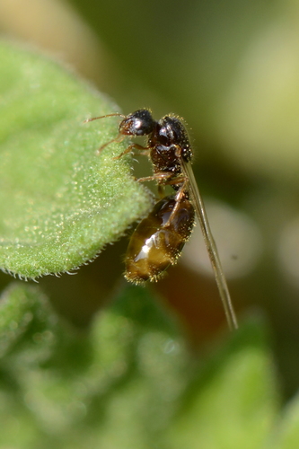 Solenopsis