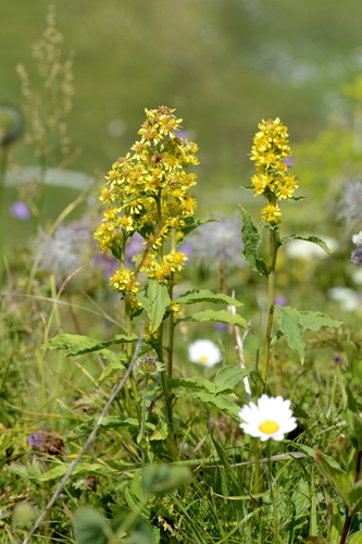 Solidago virgaurea