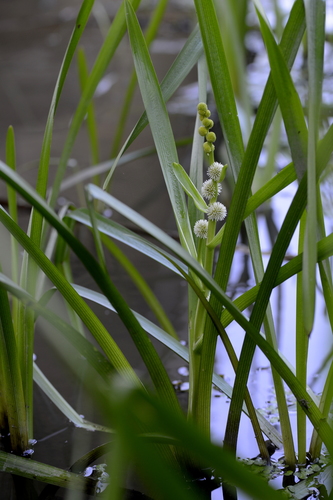 Sparganium emersum