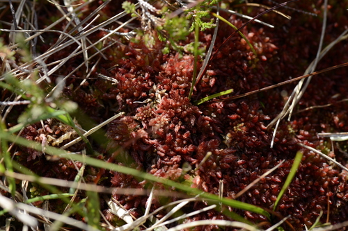 Sphagnum