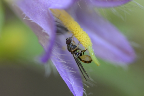 Sphegina