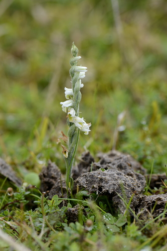 Spiranthes spiralis