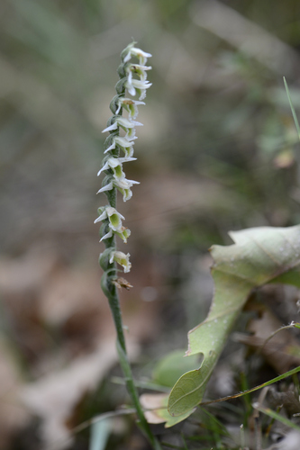 Spiranthes spiralis