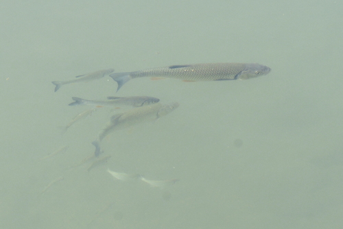 Squalius cephalus
