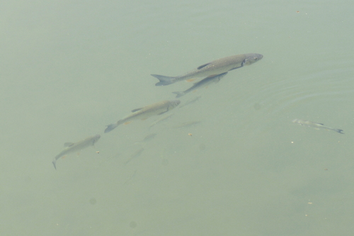 Squalius cephalus