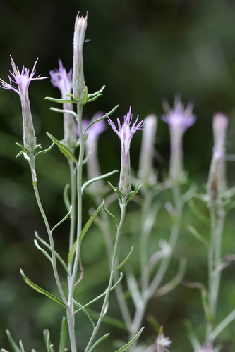 Staehelina dubia