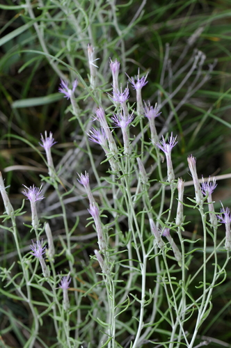 Staehelina dubia