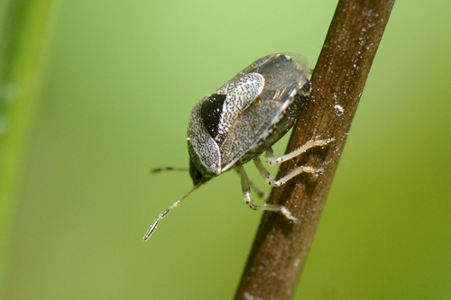 Stagonomus venustissimus