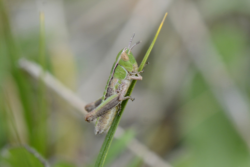 Stenobothrus lineatus