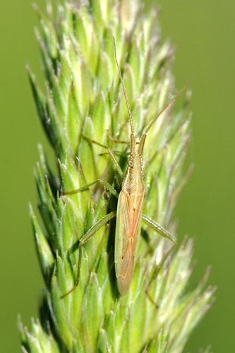 Stenodema laevigata