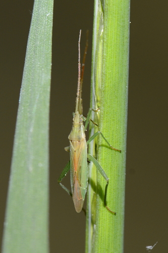 Stenodema laevigata