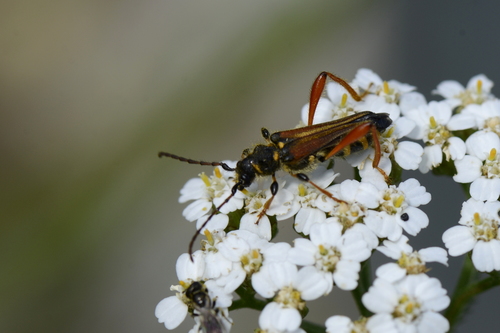 Stenopterus rufus