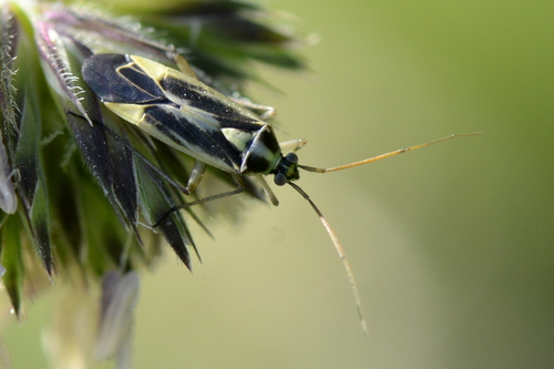 Stenotus binotatus