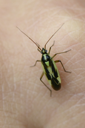 Stenotus binotatus