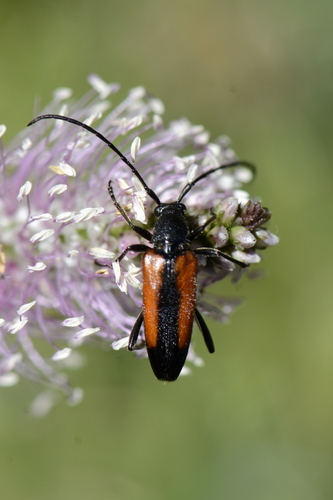 Stenurella melanura