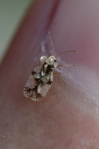 Stephanitis pyri