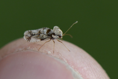 Stephanitis pyri