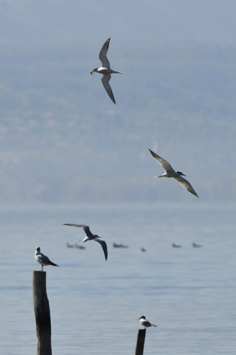Sterna hirundo