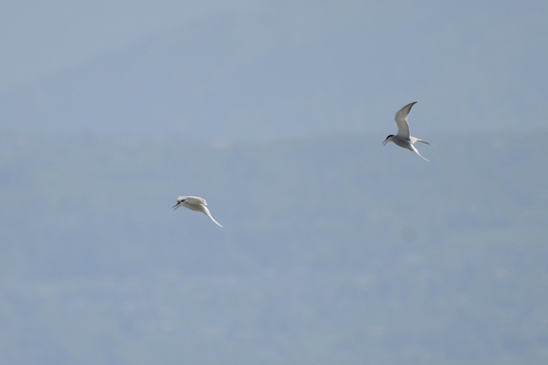 Sterna hirundo