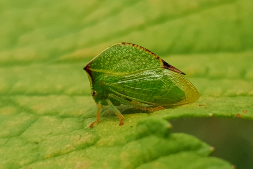 Stictocephala bisonia