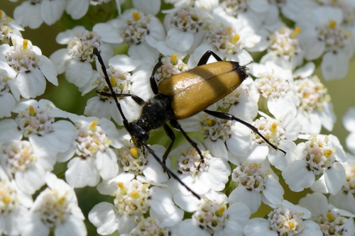 Stictoleptura fulva